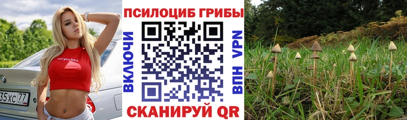 Купить где  Дербент  Галлюциногенные грибы MAGIC MUSHROOMS 